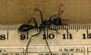 Inch Ant image off the net