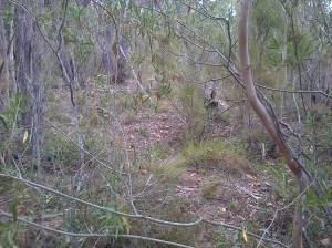 Heavy bush in the area. Not a place to be in during a bushfire.